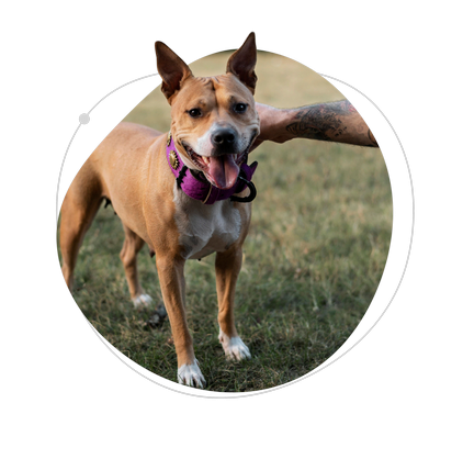 Зоопсихолог